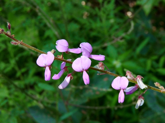 {Desmodium canescens}